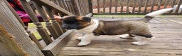 Akita dogs for sale: Boss - Ad 6