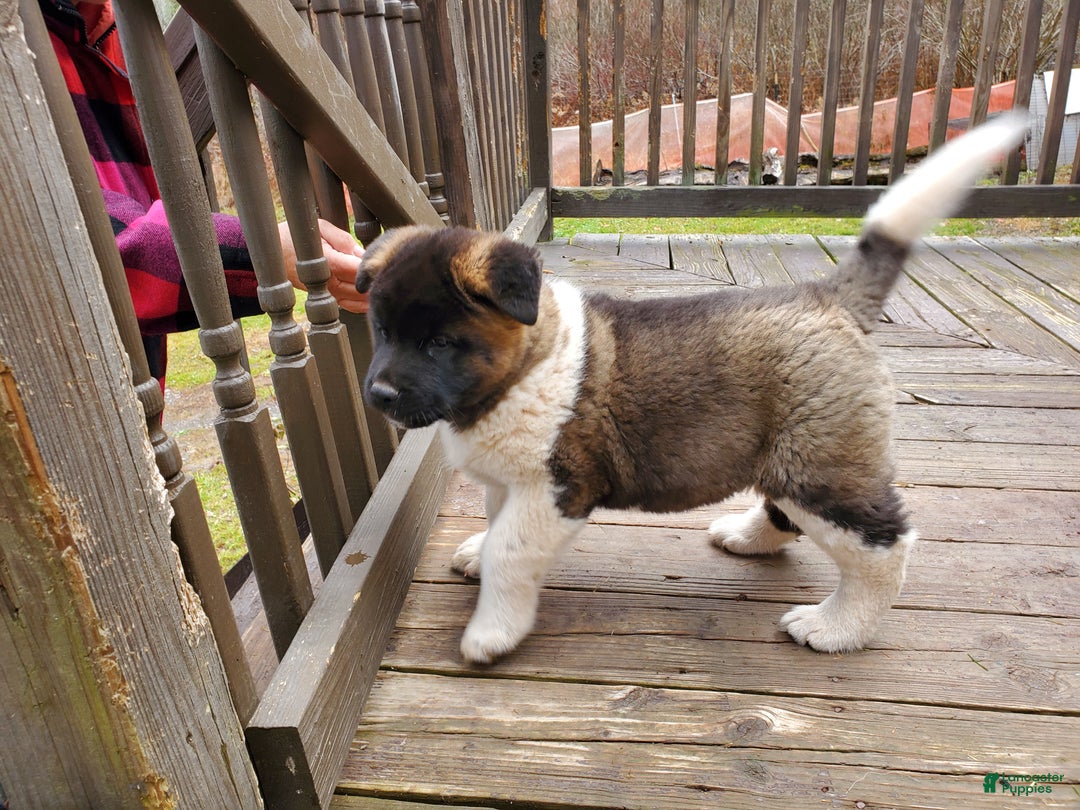 Akita dogs for sale: Boss - Ad 6