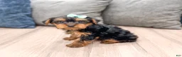 Yorkshire Terrier dogs for sale: Maggie - Ad 5
