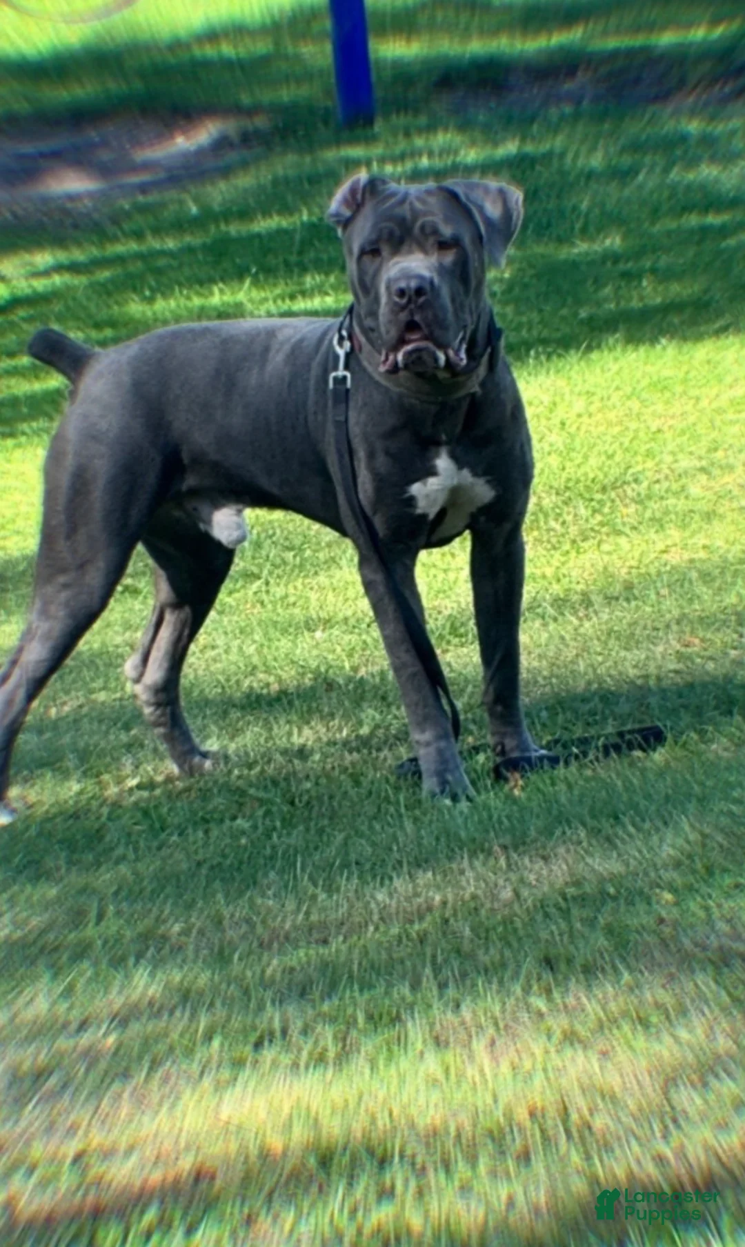 Cane Corso dogs for sale: Cane Corso Puppy 5 - Ad 4