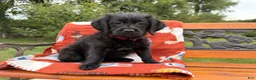 Labradoodle dogs for sale: Christina (Girl) - Ad 4