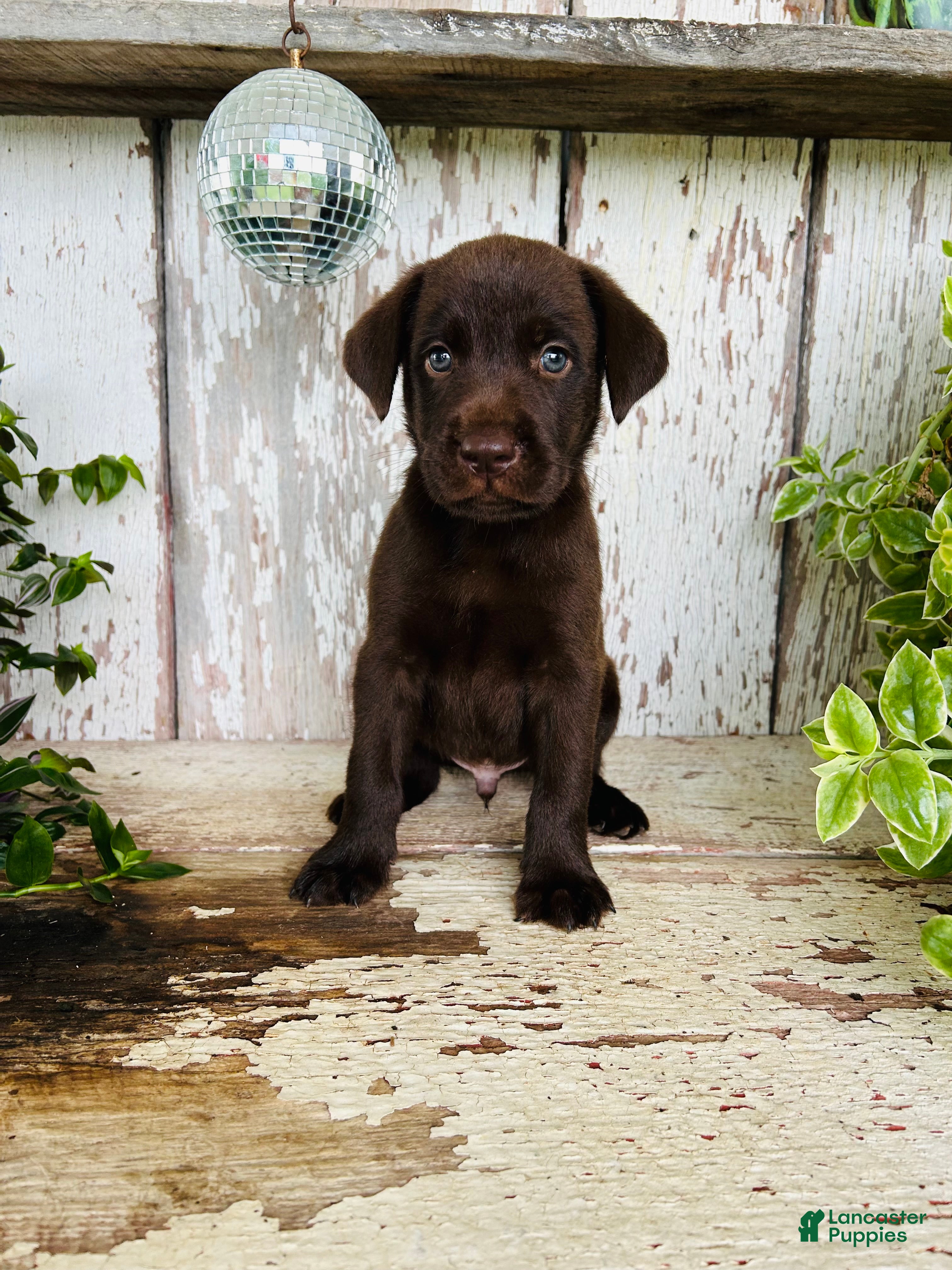 Labrador Retriever dogs Frank  - Ad 2