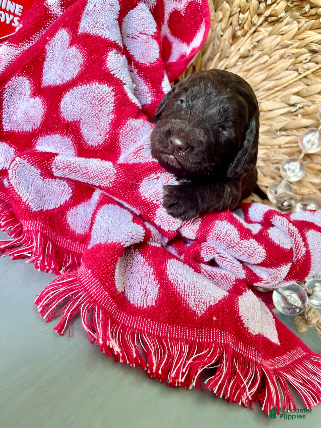 Goldendoodle dogs for sale: Mr red - Ad 2