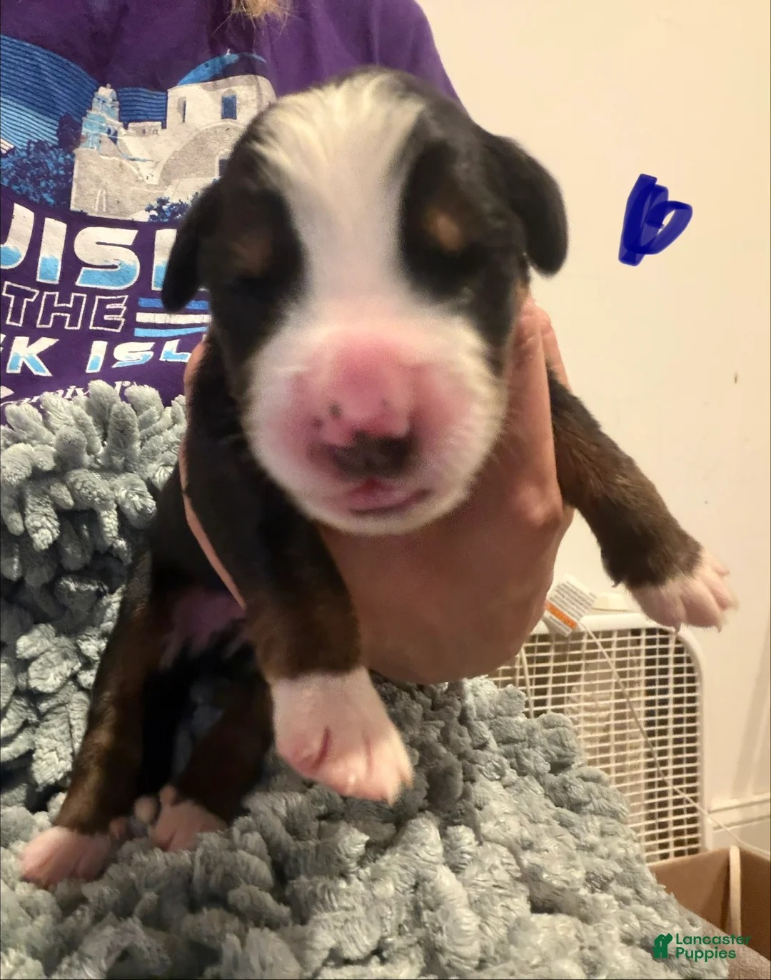 Bernese Mountain Dog dogs for sale: Blue - Ad 2