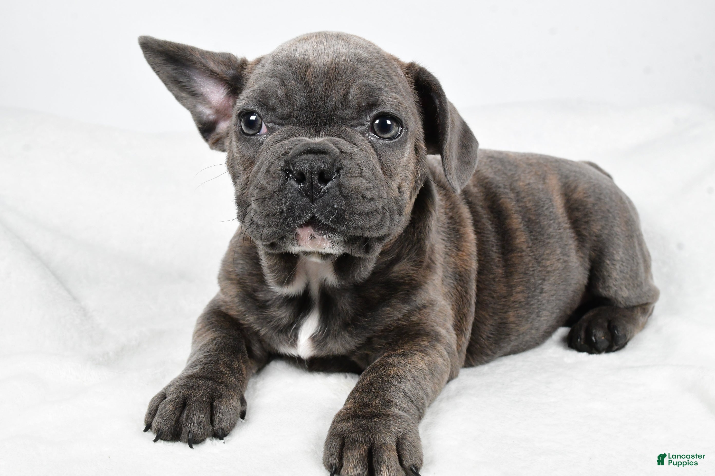 Mixed Breed dogs Raven - Ad 33