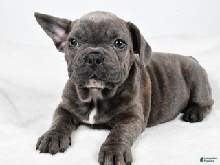 Mixed Breed dogs Raven - Ad 36