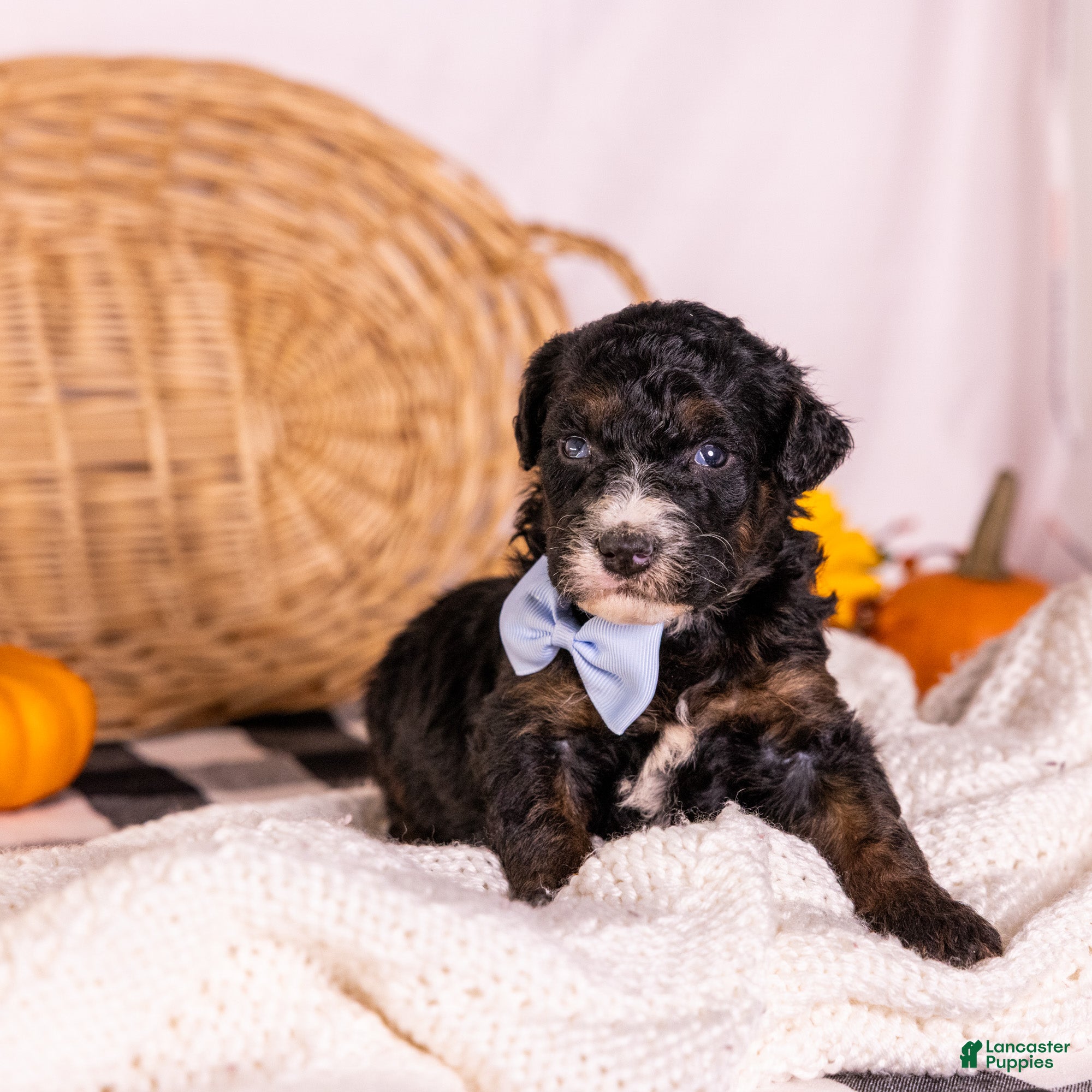 Bernedoodle dogs Hank - Ad 2