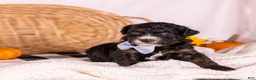 Bernedoodle dogs for sale: Hank - Ad 2