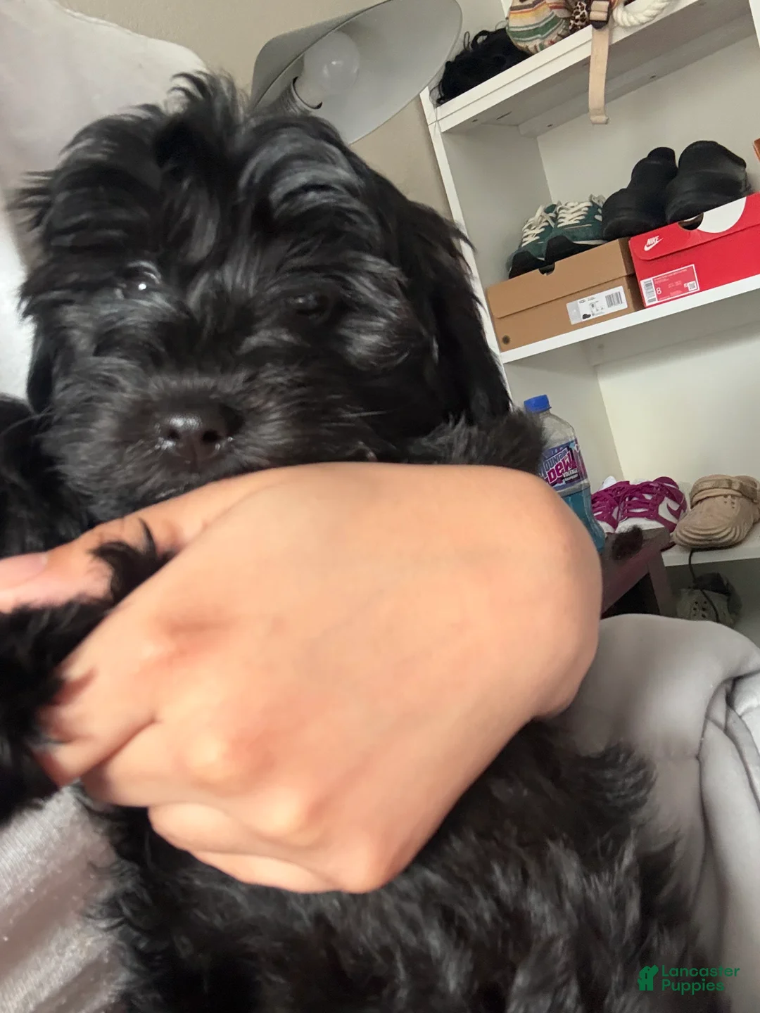 Mixed Breed dogs for sale: Mixed Breed Puppy 1 - Ad 1