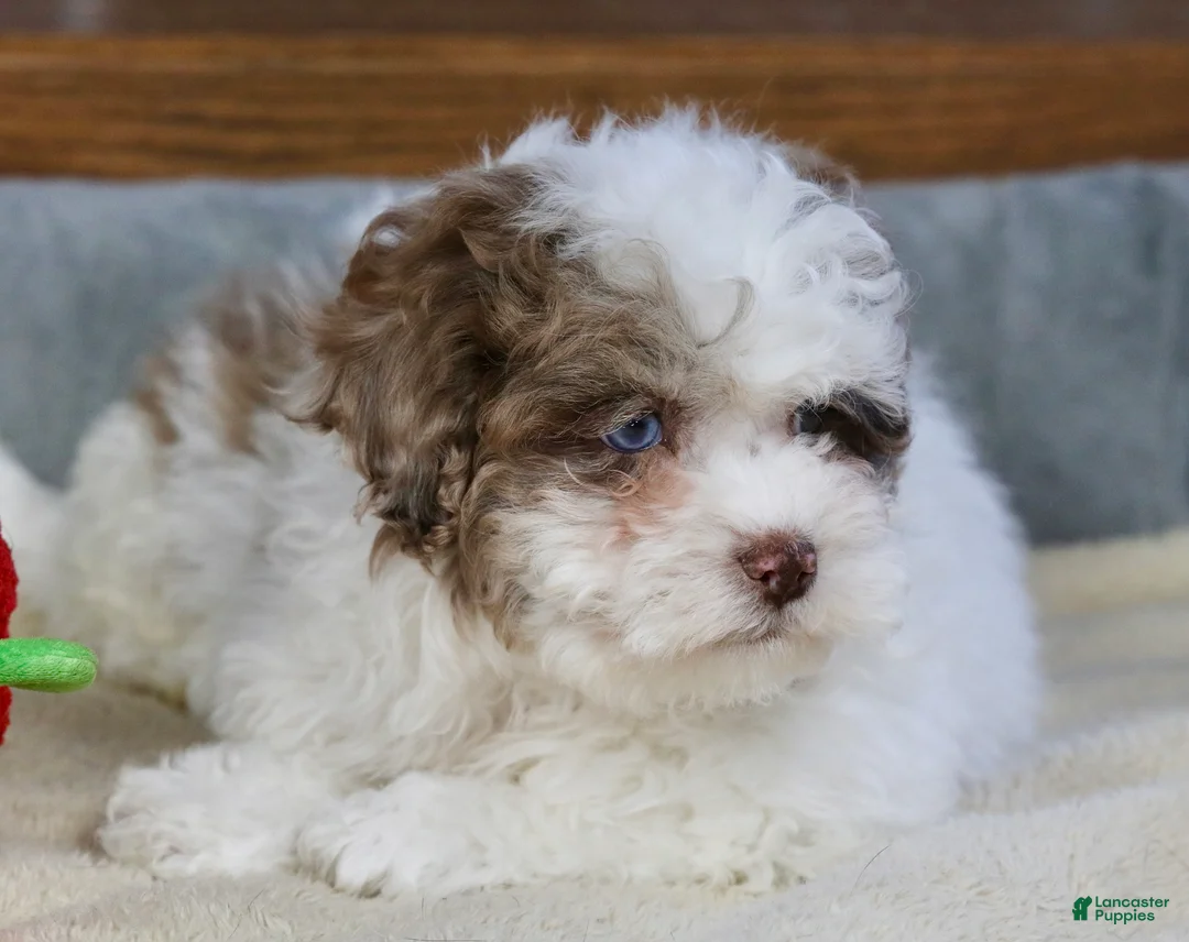 Shihpoo dogs for sale: Radlee - Ad 4