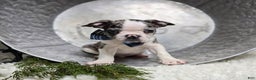 Boston Terrier dogs for sale: Chip - Ad 2