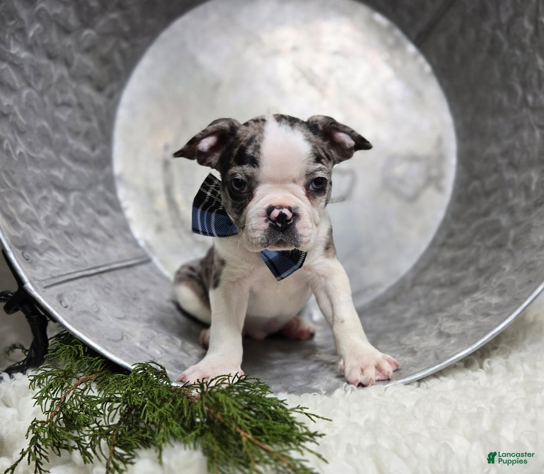 Boston Terrier dogs for sale: Chip - Ad 2