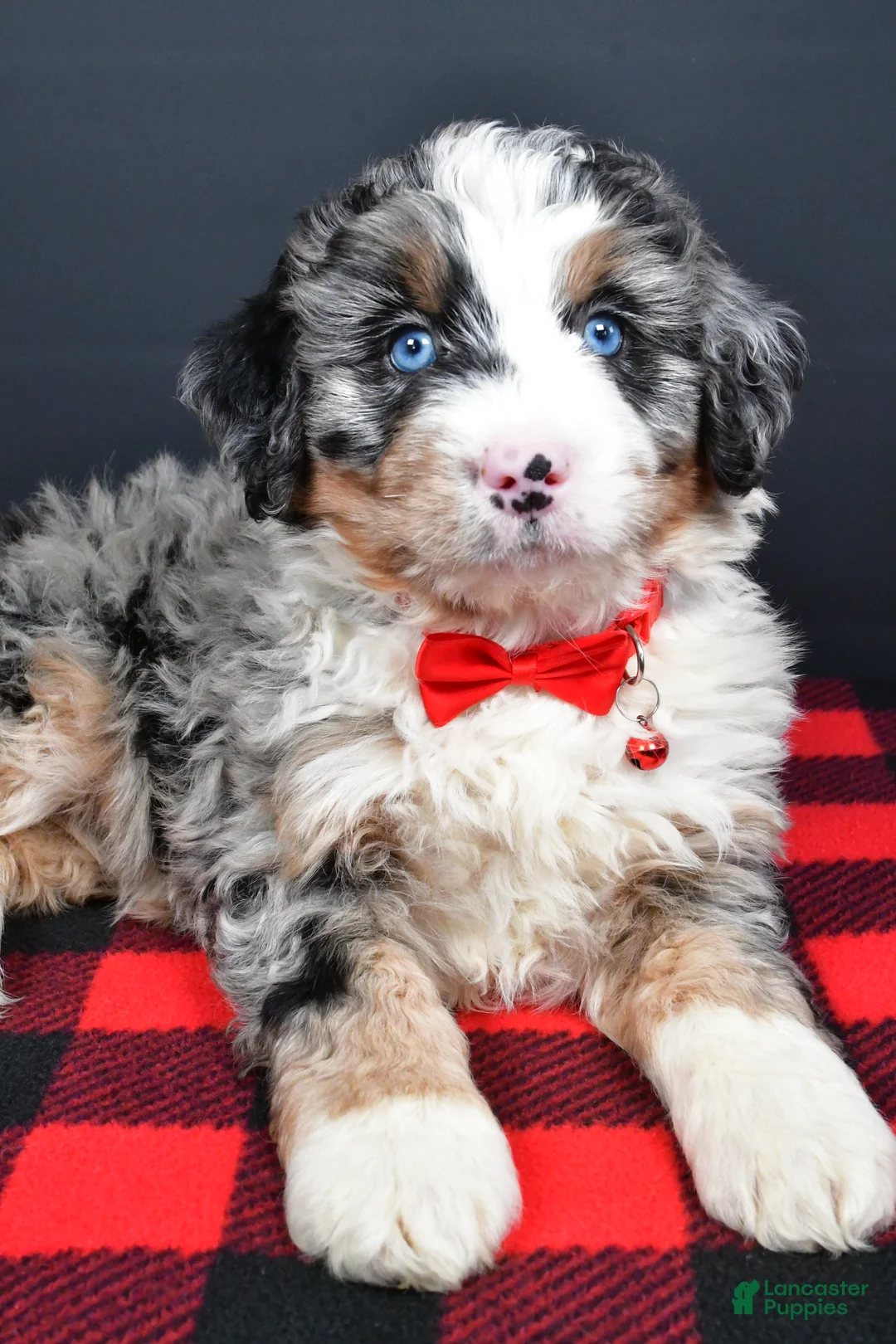Mini Bernedoodle dogs for sale: Bobby - Ad 7