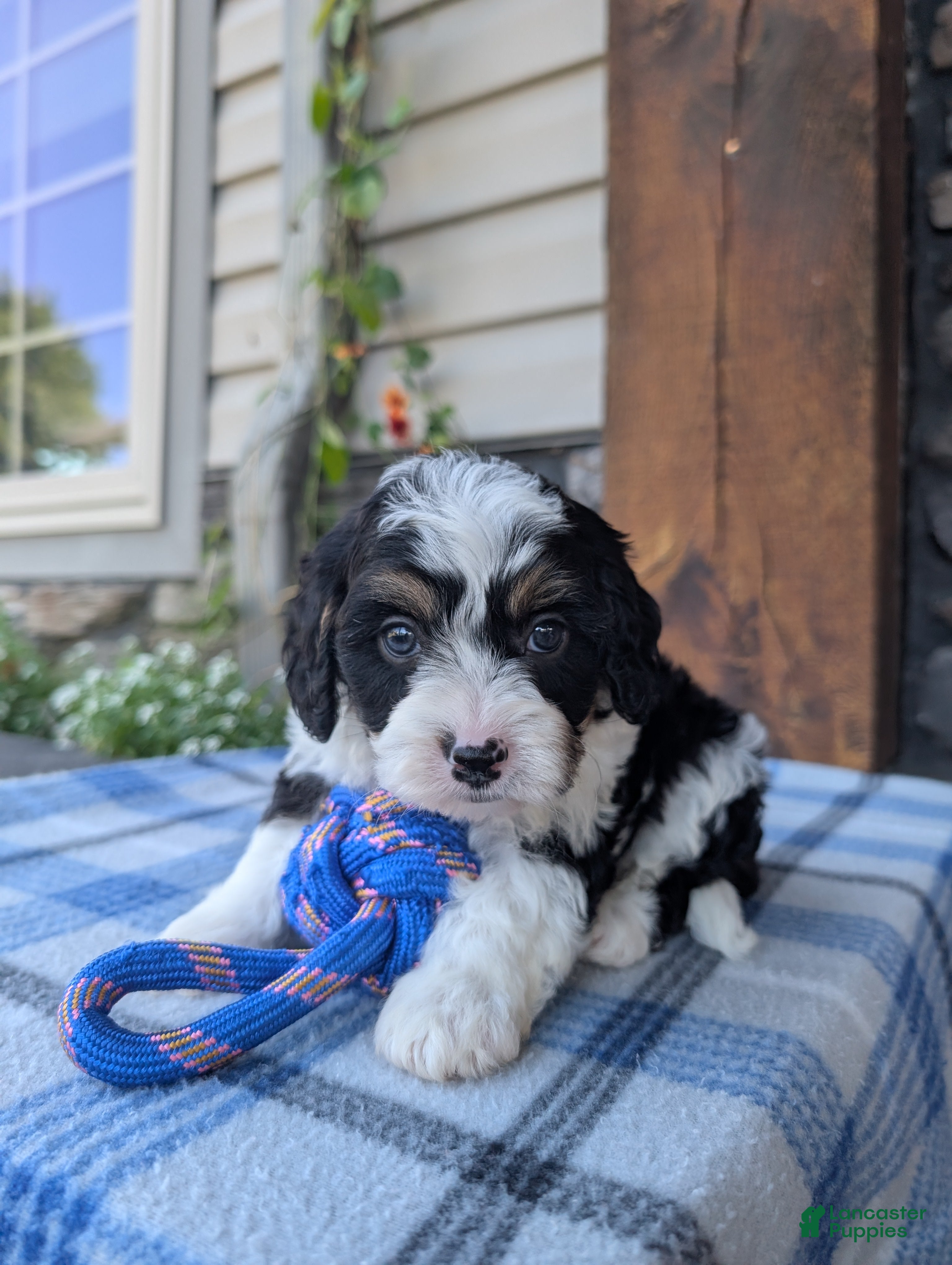 Cavapoo dogs Tommy  - Ad 1