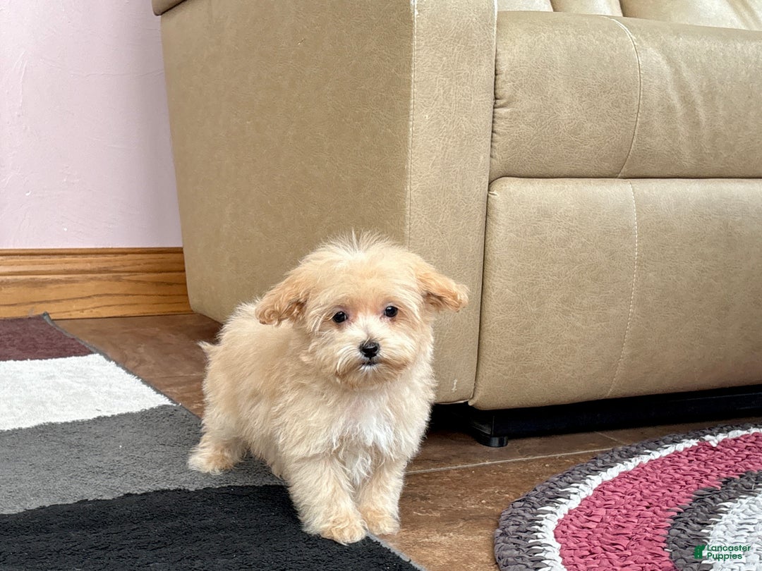 Maltipoo dogs for sale: Maltipoo Male Puppy 1 - Ad 4