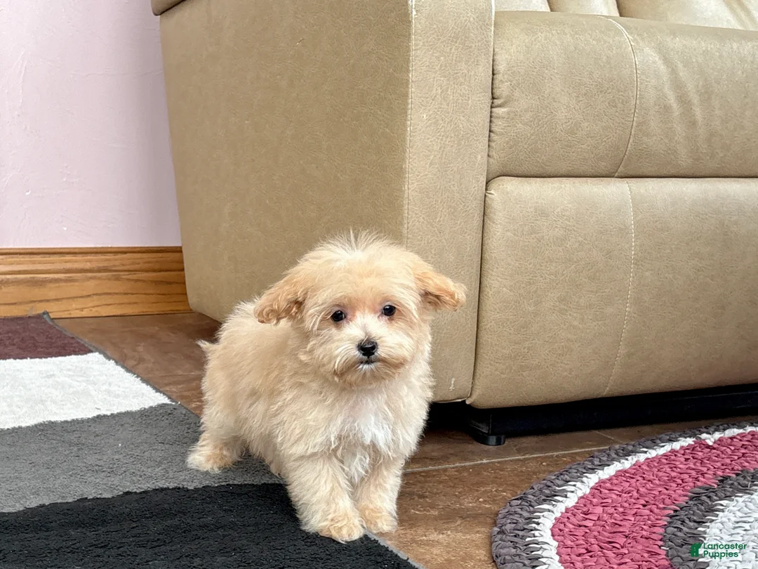 Maltipoo dogs for sale: Maltipoo Male Puppy 1 - Ad 4