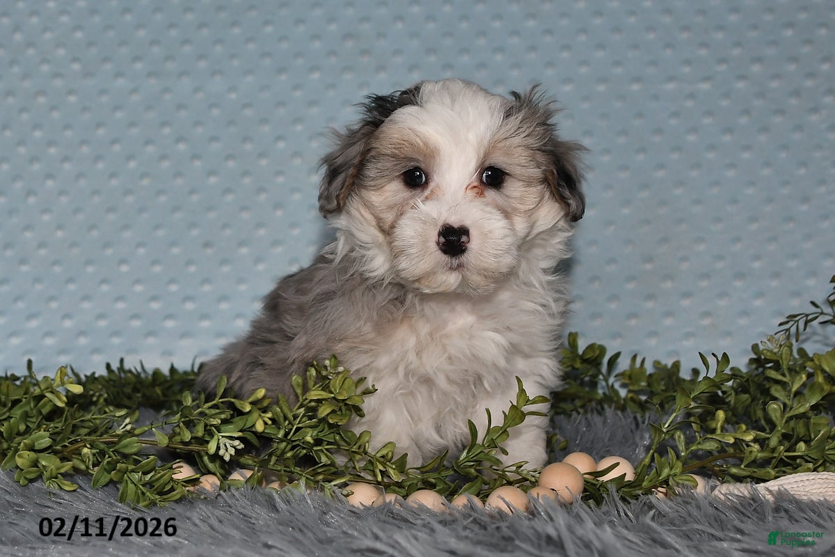 Havapoo dogs Emerson - Ad 1