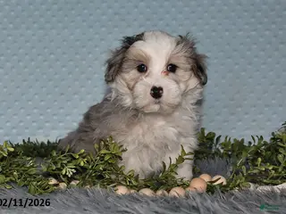 Havapoo dogs Emerson - Ad 1