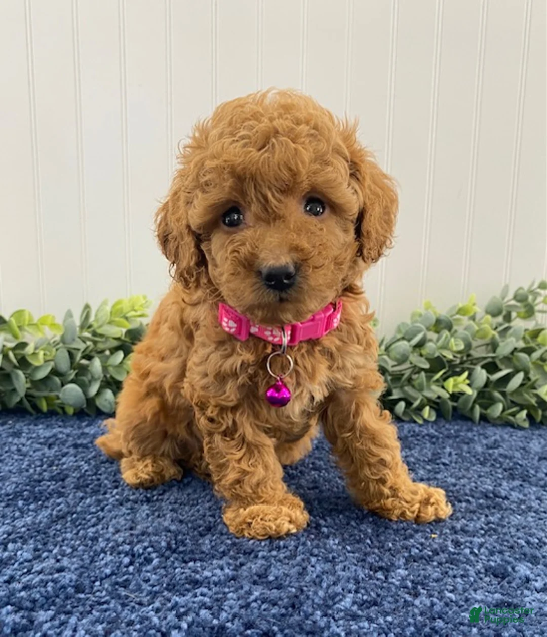 Cavapoo dogs for sale: Molly - Ad 1