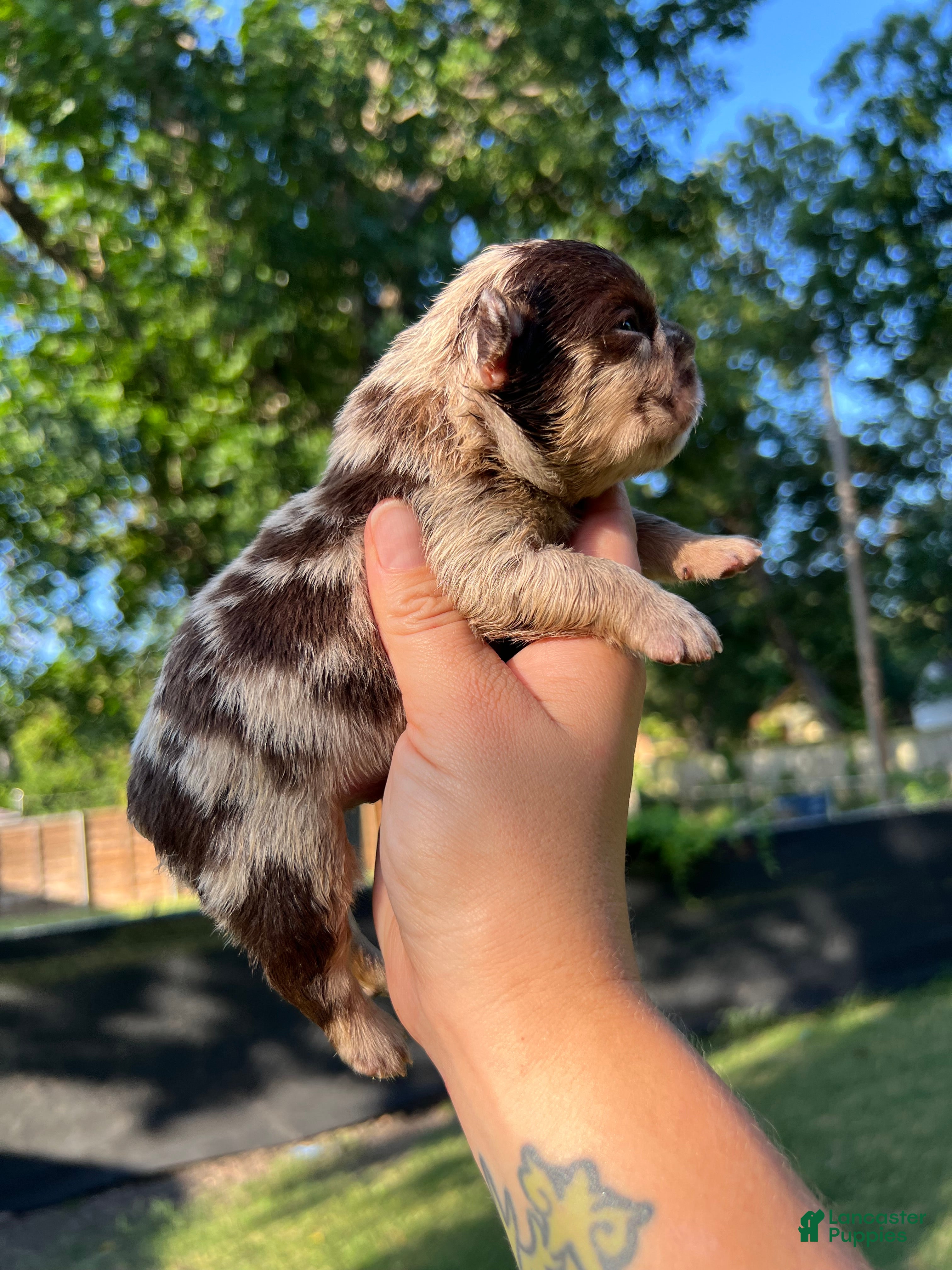 French Bulldog dogs Gengar - Ad 1