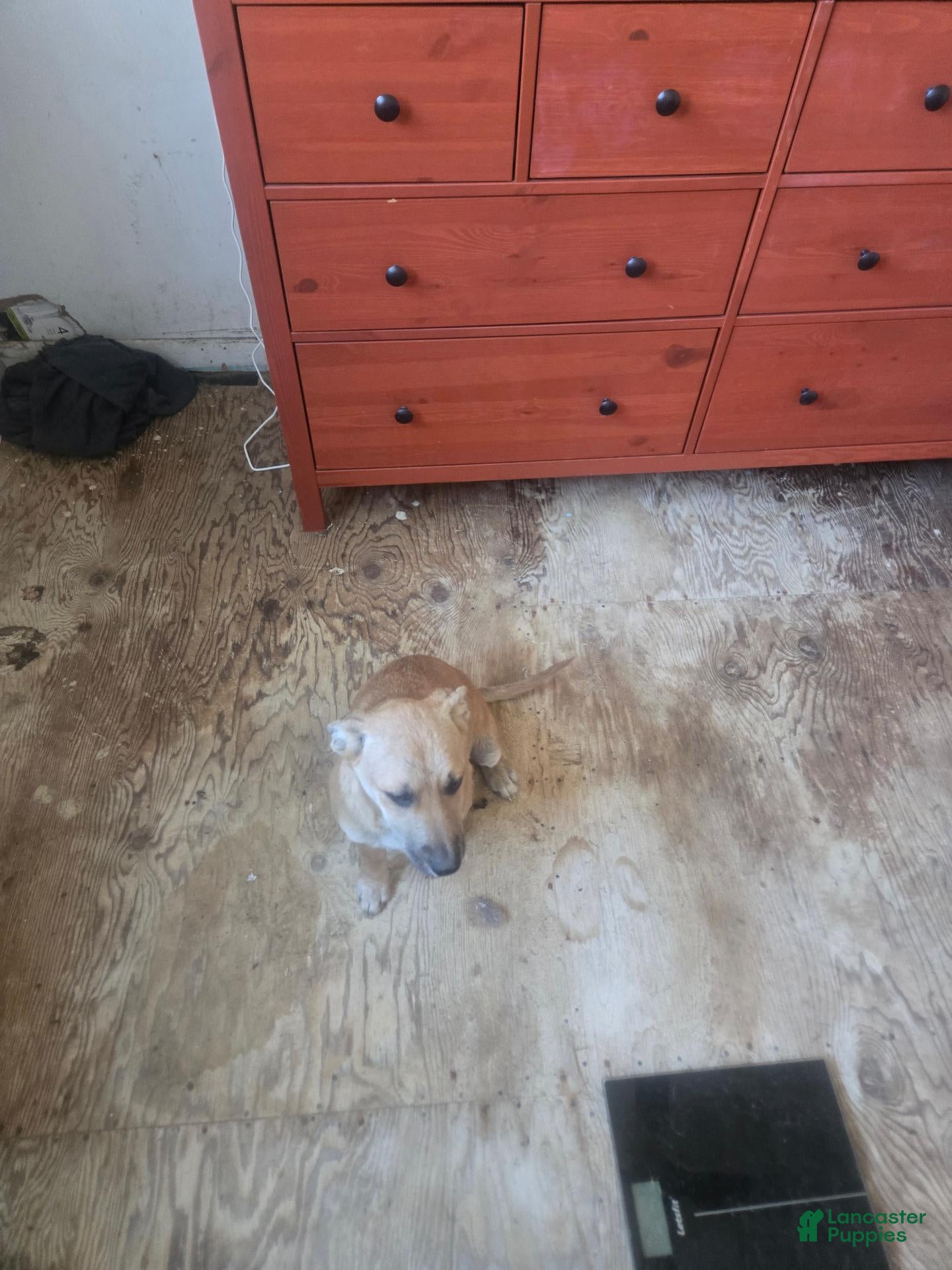 Mixed Breed dogs for sale: Mixed Breed 1 - Ad 35