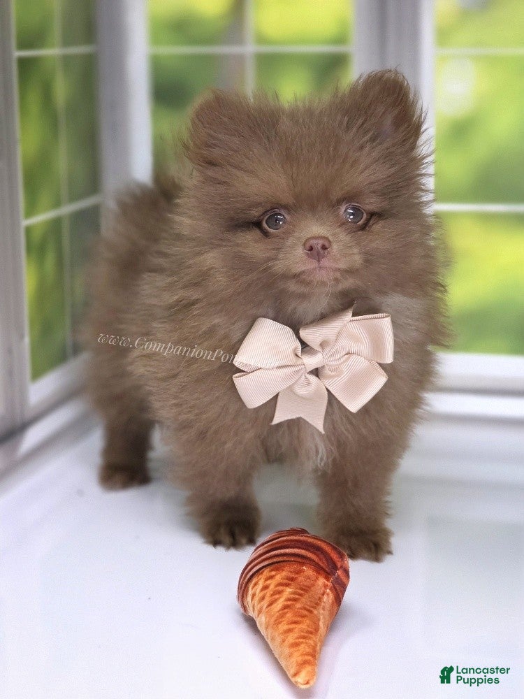 Pomeranian dogs CJ - Chocolate Pomeranian Puppy! - Ad 1