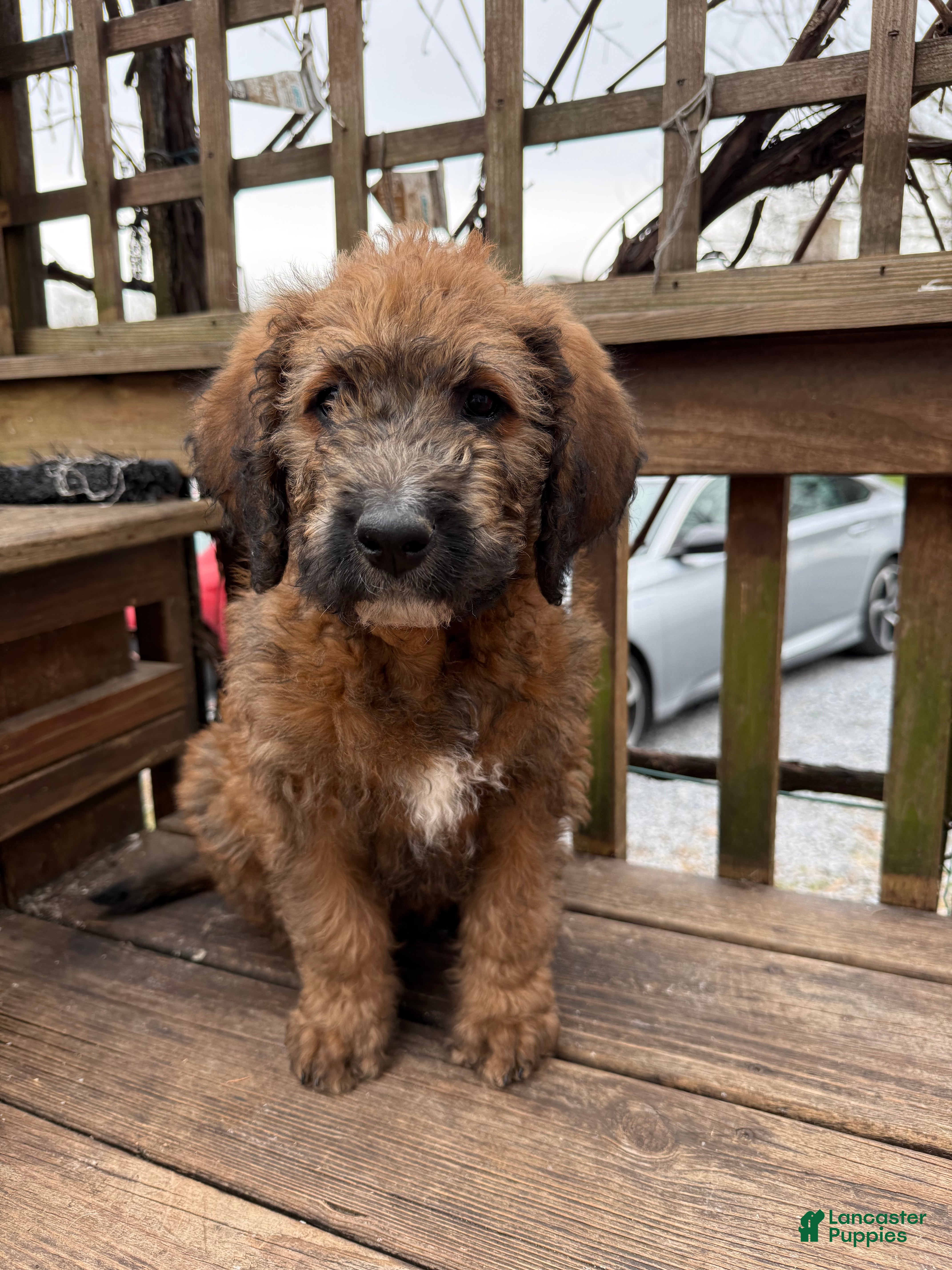 Mixed Breed dogs Brownie - Ad 1