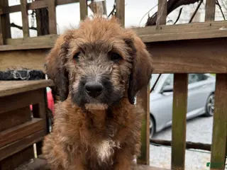 Mixed Breed dogs for sale: Brownie - Ad 4