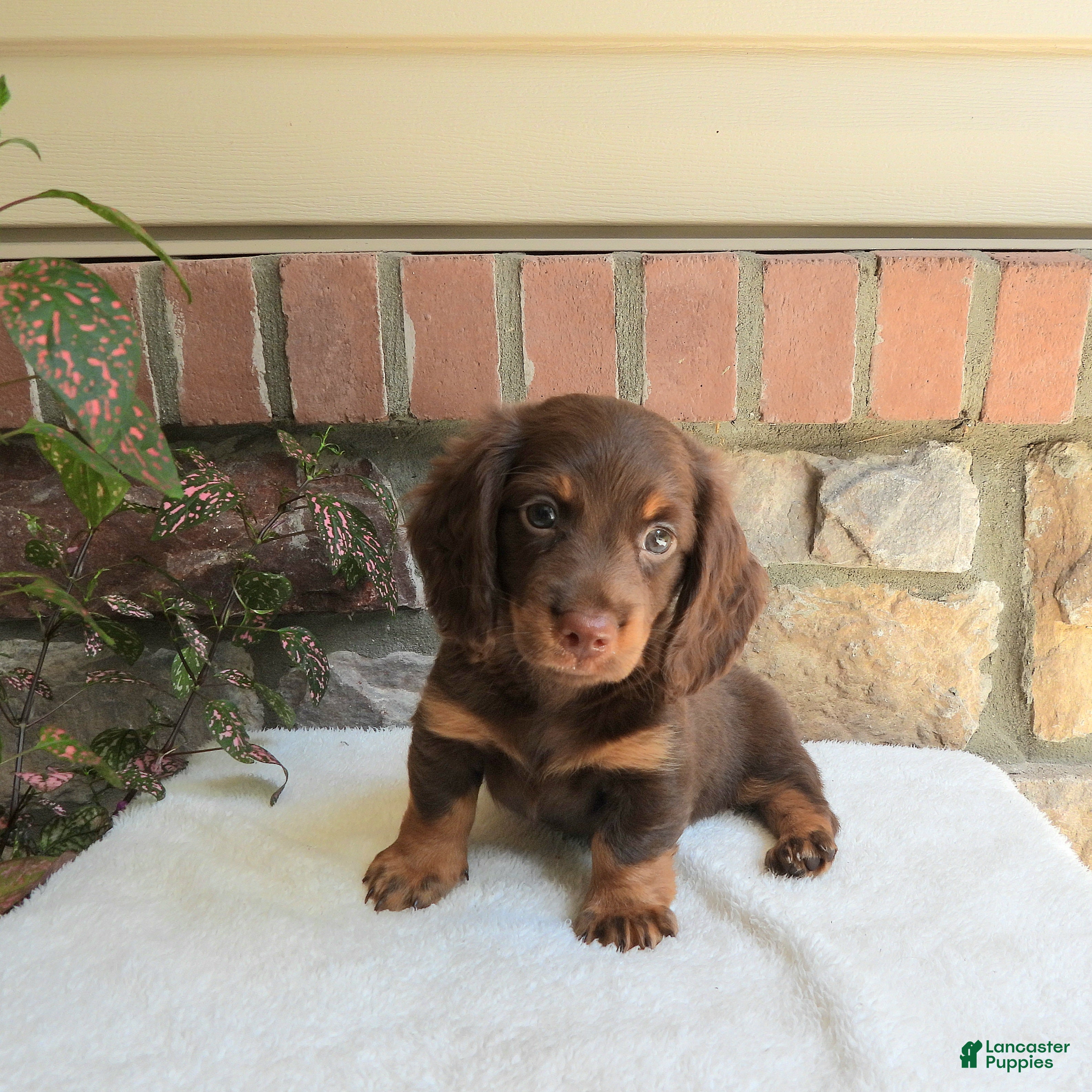 Miniature Dachshund dogs for sale: Trey - Ad 2