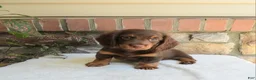 Miniature Dachshund dogs for sale: Trey - Ad 1