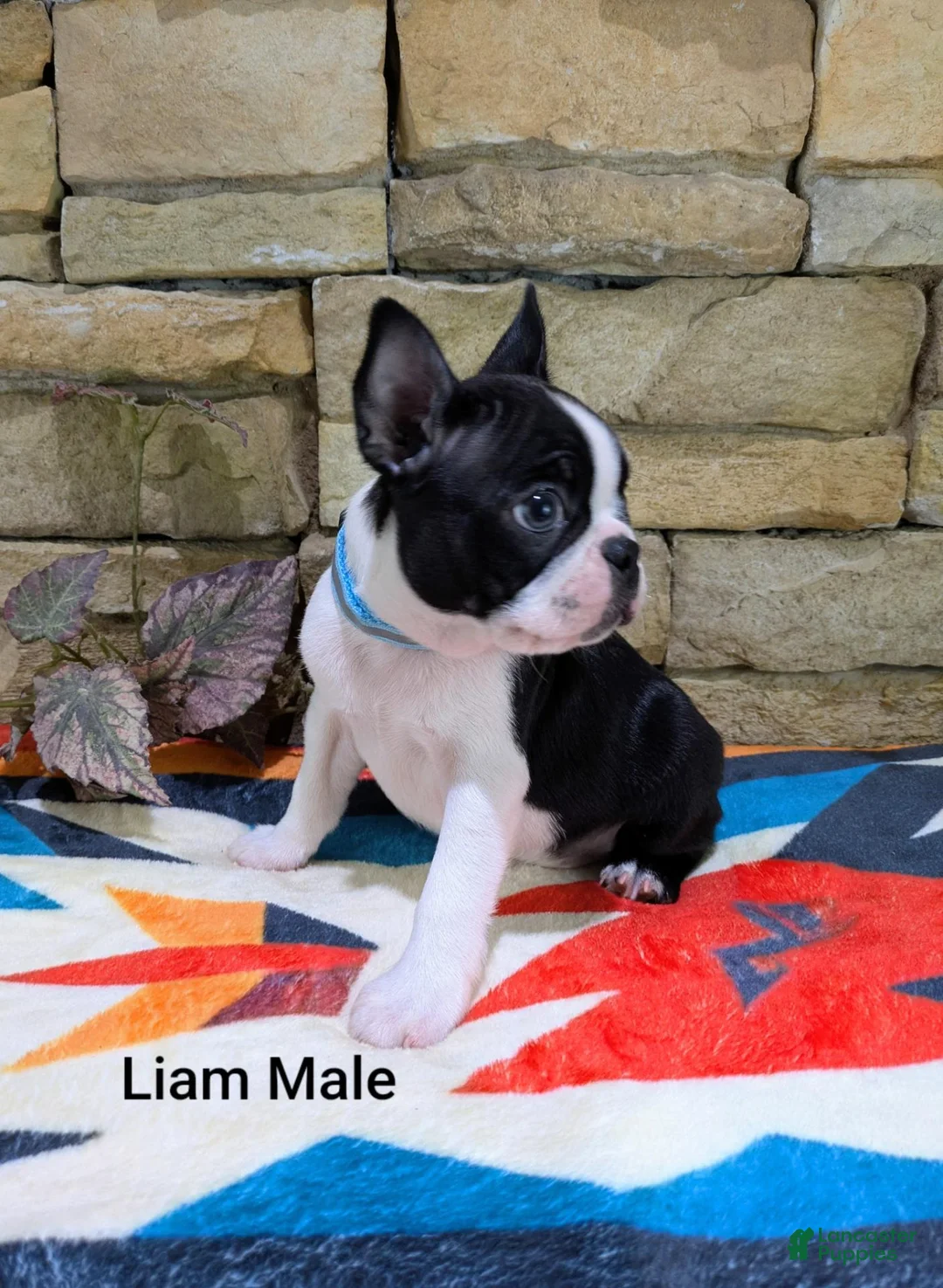 Boston Terrier dogs for sale: Liam Male - Ad 6