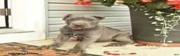 Cane Corso dogs for sale: Lucy  - Ad 3
