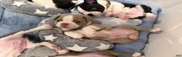 Boston Terrier dogs for sale: Canelo  - Ad 4