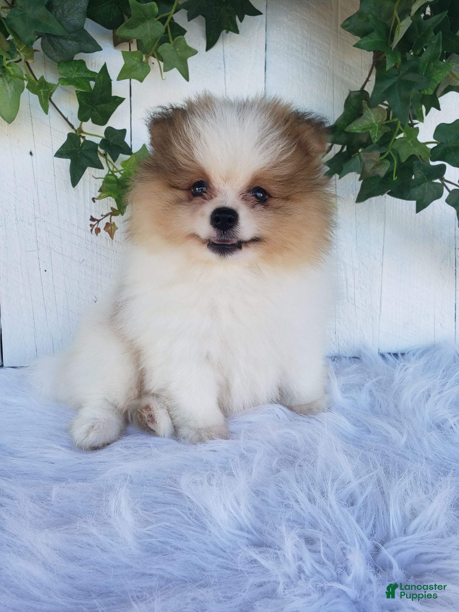 Pomeranian dogs Max  - Ad 1