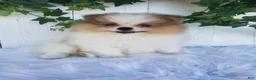 Pomeranian dogs for sale: Max  - Ad 4
