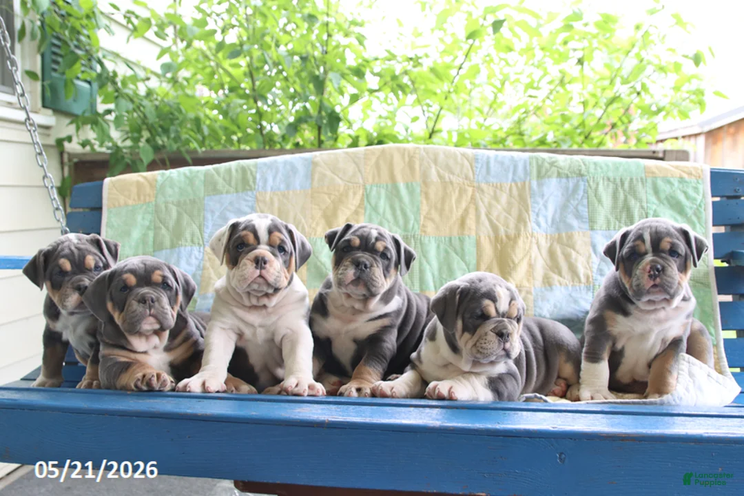 Olde English Bulldogge dogs for sale: Twilight - Ad 2