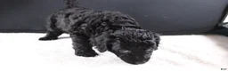Mini Goldendoodle dogs for sale: Felicity - Ad 3
