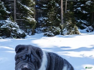 Shar Pei dogs Bluella blue flower mini - Ad 8