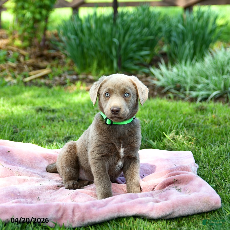 Labrador Retriever dogs Elena - Ad 1