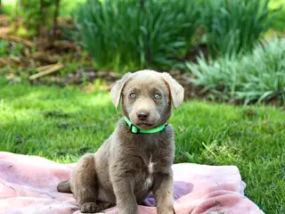 Labrador Retriever dogs for sale: Elena - Ad 1