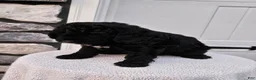 Mini Bernedoodle dogs for sale: Courtney - Ad 5