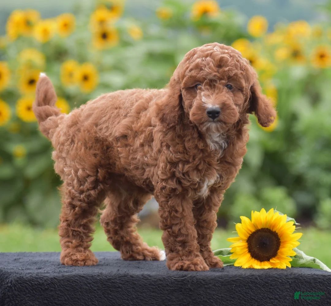 Miniature Poodle dogs for sale: Linnie - Ad 2