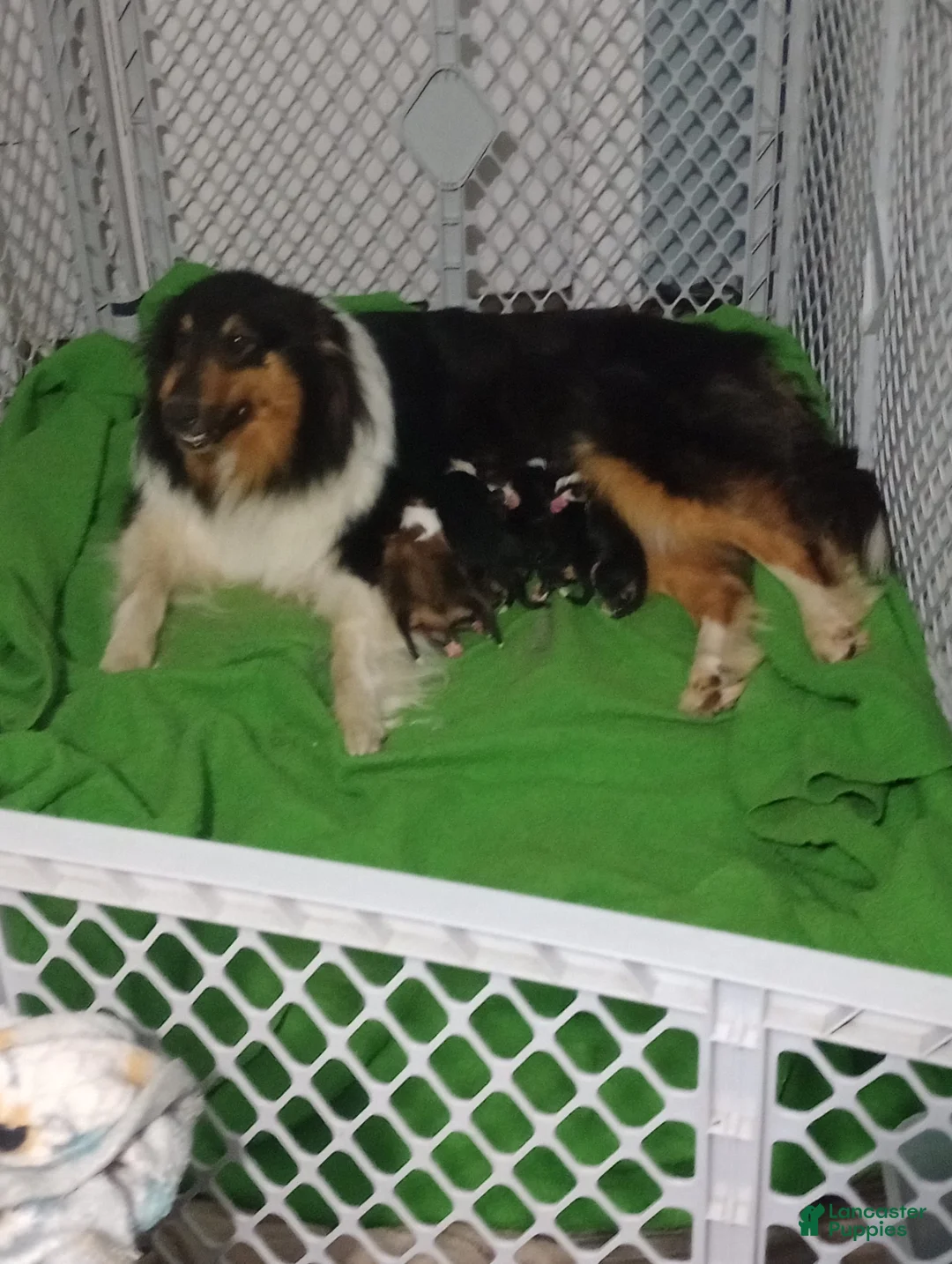 Gallery Image {{count}}