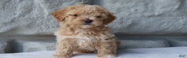 Milo