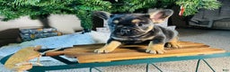 French Bulldog dogs for sale: Ellie - Ad 4