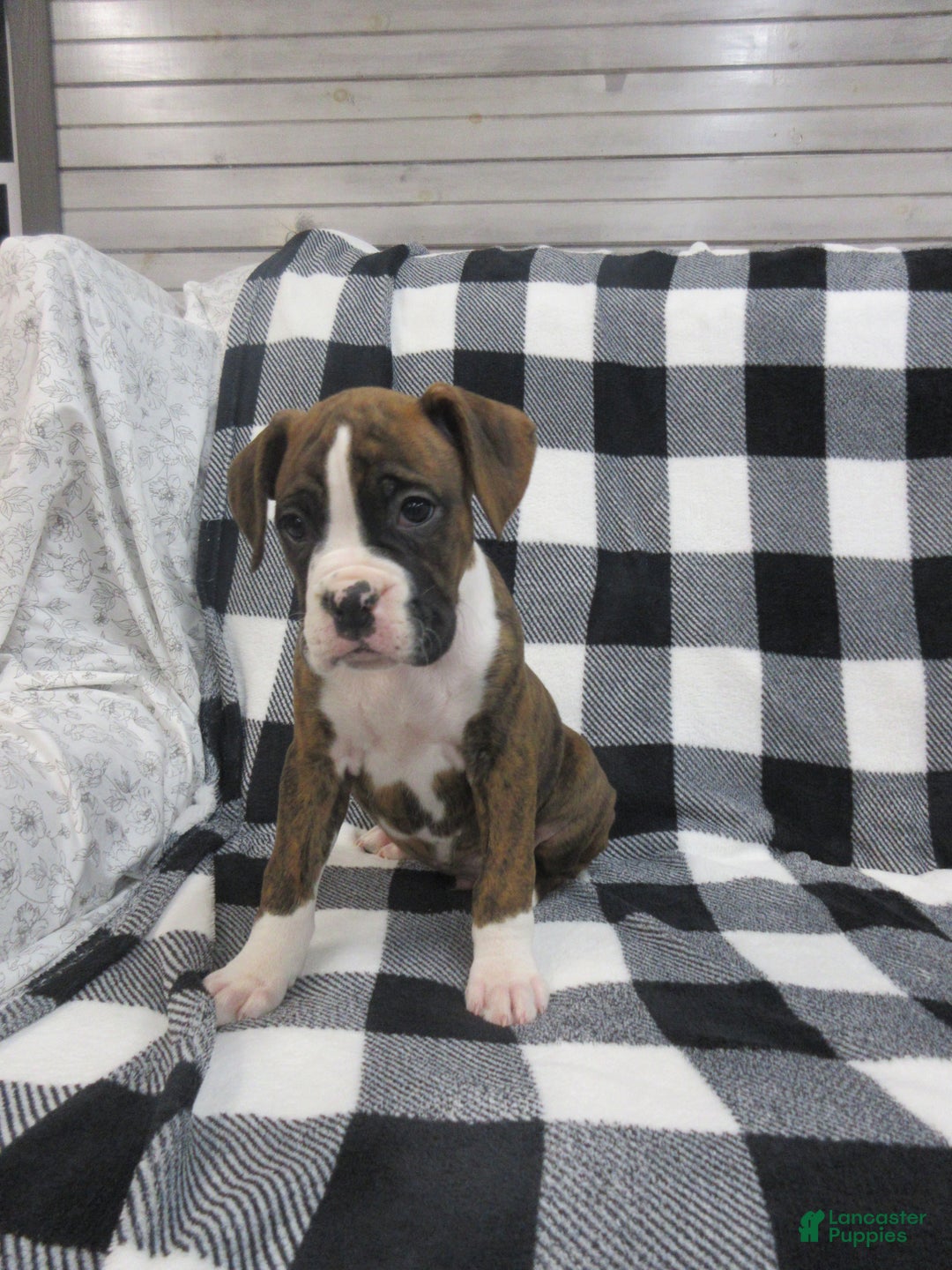 Boxer dogs for sale: Zeke - Ad 2