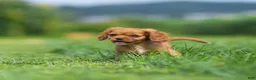 Cavalier King Charles Spaniel dogs for sale: Hazel Cavalier King Charles Spaniel  - Ad 5