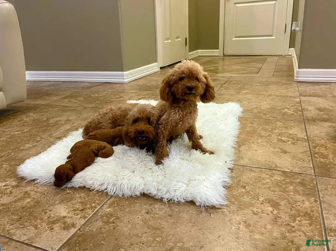 Toy Poodle dogs for sale: Romeo - Ad 6