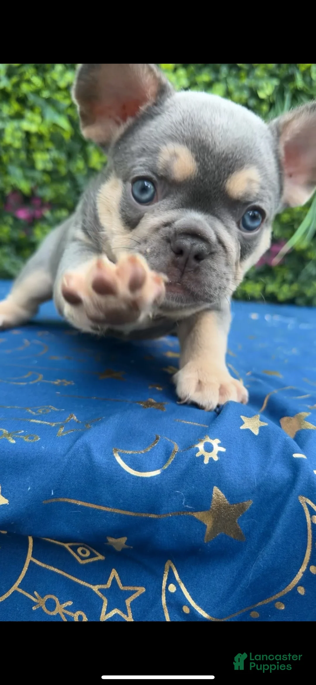 French Bulldog dogs for sale: Grey Boy - Ad 6