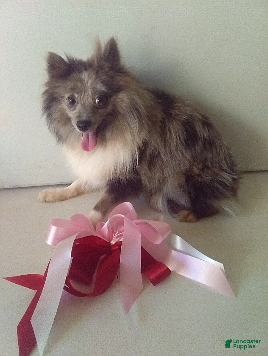 Pomeranian dogs for sale: Francie - Ad 1